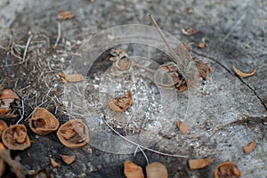 Cracked hazelnut shells on the wood