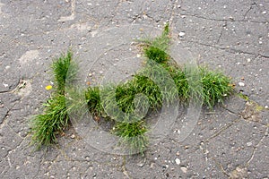 Cracked highway road and green sprouts growth through the asphalt road. New life concept