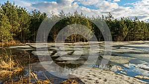 Cracked ice melts under the sun on a forest lake. Swampy forest area with yellow dry grass. Spring landscape with forest pond