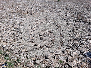 Cracked Land, Dried cracked earth soil ground texture background