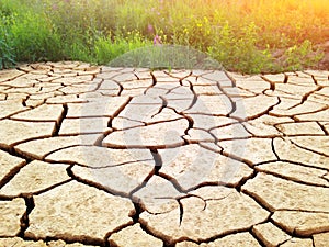 Cracked land during a drought, near lush green vegetation of grass and flowers. Contrast in nature. Concept of life and death