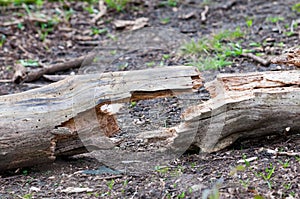 Cracked log