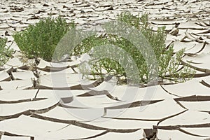 Cracked mud ground in desert, with green plants, bright sun hot summer