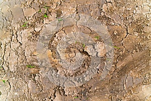 Cracked mud pattern