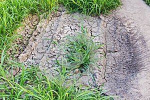 Cracked mud in place of a dried puddle among grass