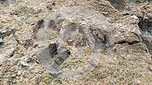 Extreme Close-Up of Goat Hoofprints in Cracked Mud