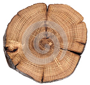 Cracked oak split isolated