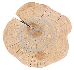 Cracked oak split texture background. Round tree slice with annual rings and cracks isolated on white backgorund