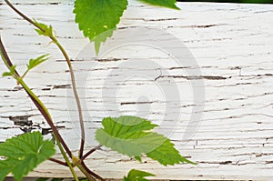 Cracked from old age wooden board with old cracked paint of white color and sprouted green grape sprout