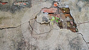 Cracked old brick and concrete wall covered with moss and tree t