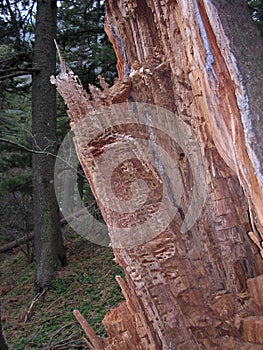 Cracked tree trunk in a forest