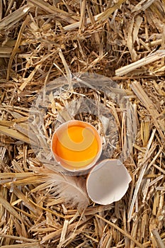 Cracked open hens egg on straw