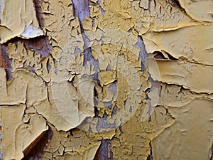 Cracked paint