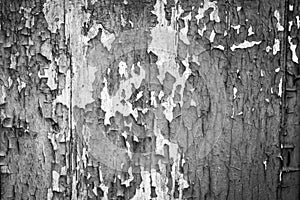 Cracked paint on an old wooden wall black and white