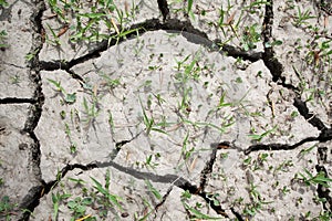 Cracked and Parched Dry Land in Drought photo