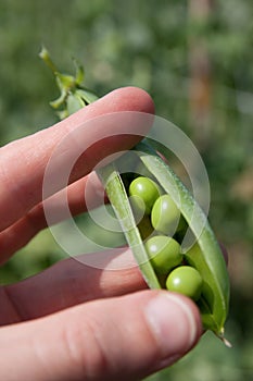 Cracked Pea Pod