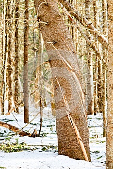 Cracked Pine Tree After a Windstorm