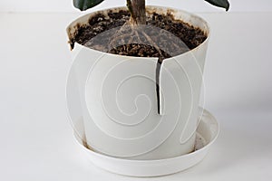 Cracked plastic pot with flower because of big root and need to repot