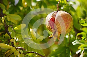 Cracked pomegranate