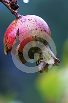 Cracked pomegranate