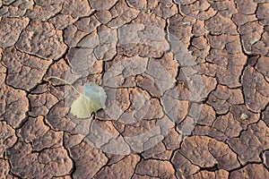 Cracked red clay and white salt on the surface in a dried riverbed in the desert of New Mexico, USA