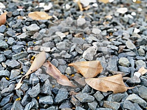 Cracked Rocks with fallen brown dried narra leaves