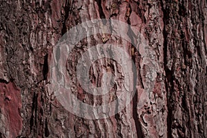 cracked rough brown and purple tree bark background