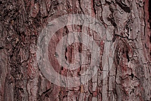 cracked rough brown and purple tree bark background