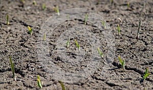 Cracked, scorched earth after drought. selective focus