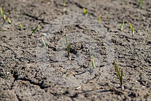 Cracked, scorched earth after drought. selective focus