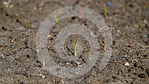 Cracked, scorched earth after drought. selective focus