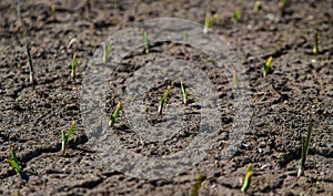 Cracked, scorched earth after drought. selective focus