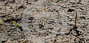 Cracked, scorched earth after drought. selective focus