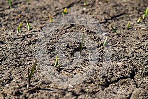 Cracked, scorched earth after drought. selective focus