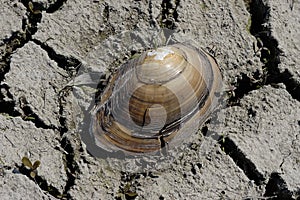 Cracked Seashell. Freshwater clam residue