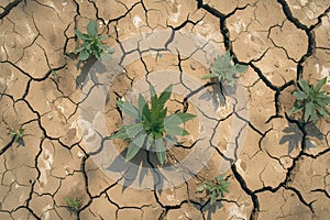 Cracked summer soil, parched and weathered, longing for life giving rain