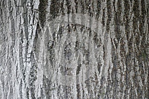Cracked surface of grey bark of linden tree