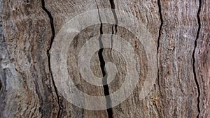 Cracked surface of a tree trunk