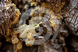 Cracked Texture of Yellow Pine Sap On Tree Trunk