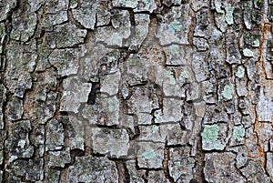 Cracked tree bark