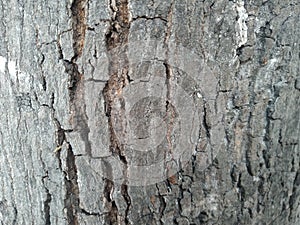 Cracked Tree Bark Pattern