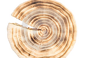 Cracked tree ring. Close-up on a white background