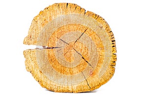 Cracked tree ring. Close-up on a white background