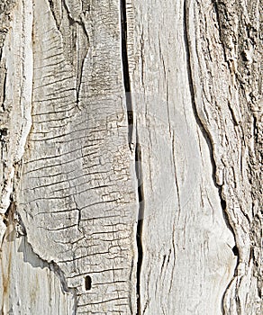 A CRACKED TREE TRUNK