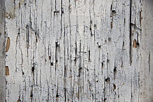 Cracked white wood door II photo