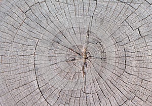 Cracked wood background