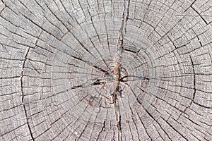 Cracked wood background, An old tree stump shows cracks