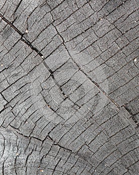 Cracked wood background, An old tree stump shows cracks