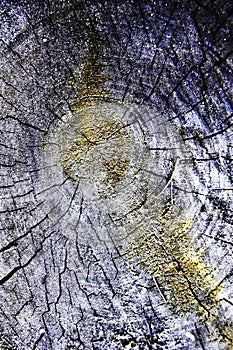 Cracked wood stump, concentric circles, moos