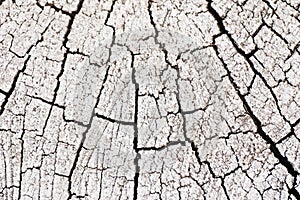 Cracked wooden surface painted white